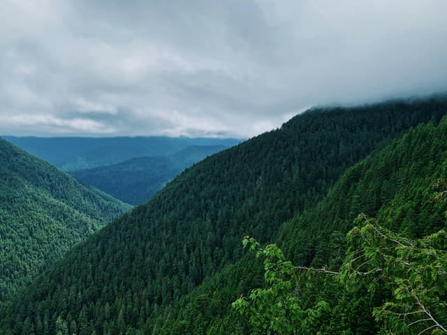 NFT Collection Showcase